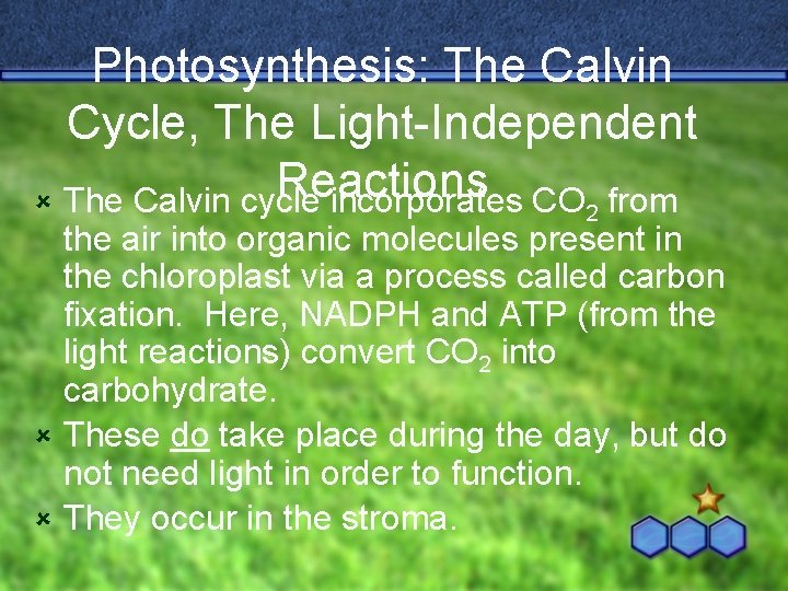 Photosynthesis: The Calvin Cycle, The Light-Independent Reactions û The Calvin cycle incorporates CO 2