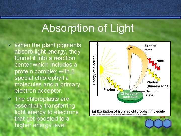 Absorption of Light When the plant pigments absorb light energy, they funnel it into