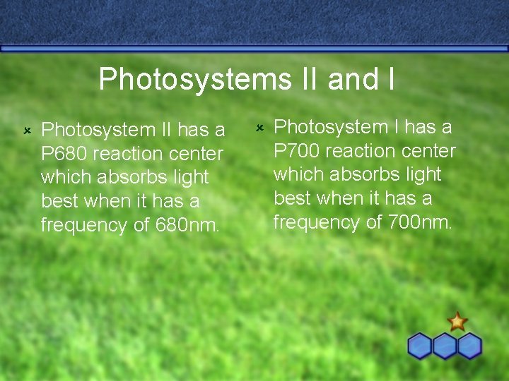 Photosystems II and I û Photosystem II has a P 680 reaction center which