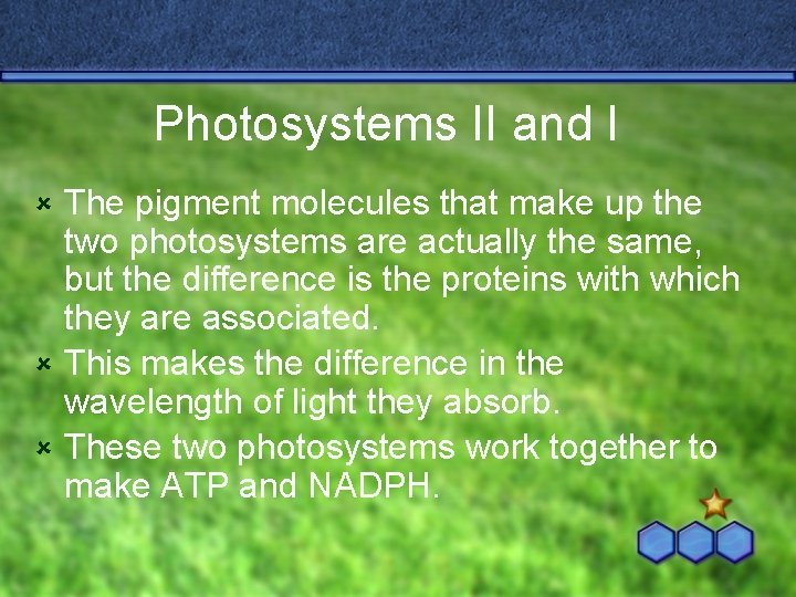 Photosystems II and I The pigment molecules that make up the two photosystems are