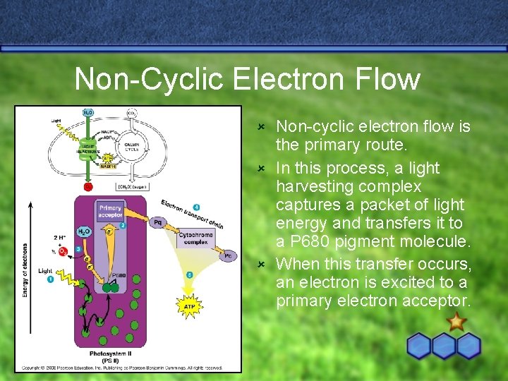 Non-Cyclic Electron Flow Non-cyclic electron flow is the primary route. û In this process,