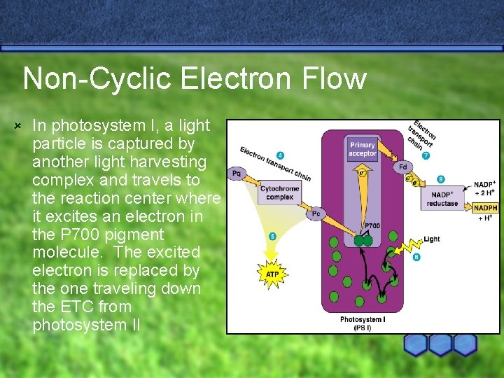 Non-Cyclic Electron Flow û In photosystem I, a light particle is captured by another
