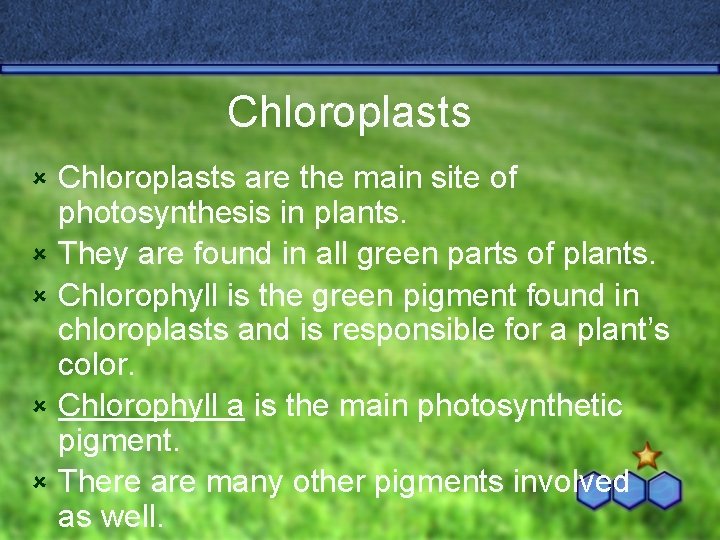 Chloroplasts û û û Chloroplasts are the main site of photosynthesis in plants. They