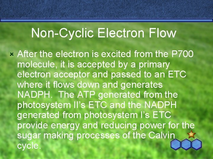 Non-Cyclic Electron Flow û After the electron is excited from the P 700 molecule,