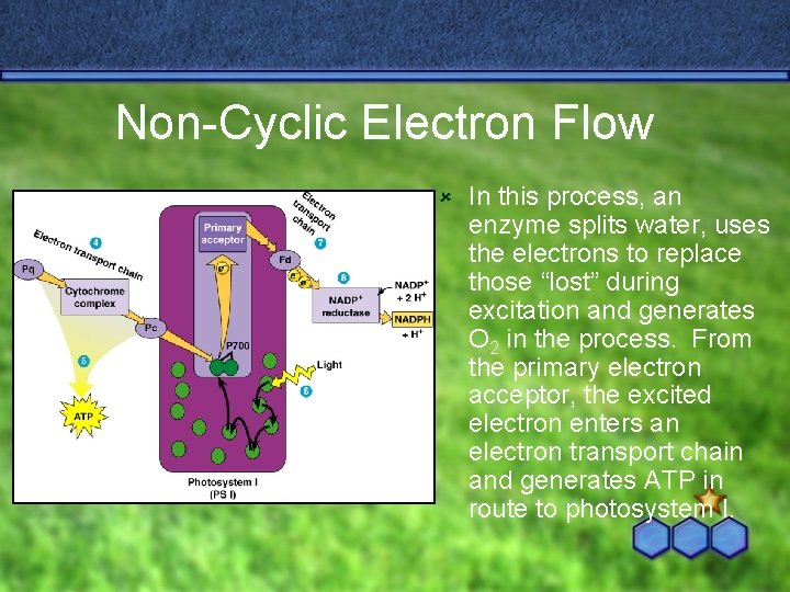 Non-Cyclic Electron Flow û In this process, an enzyme splits water, uses the electrons