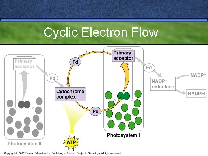 Cyclic Electron Flow 