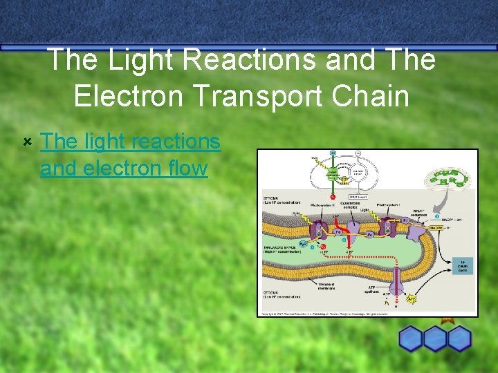 The Light Reactions and The Electron Transport Chain û The light reactions and electron