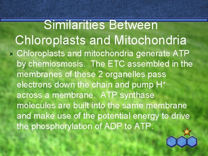 Similarities Between Chloroplasts and Mitochondria û Chloroplasts and mitochondria generate ATP by chemiosmosis. The