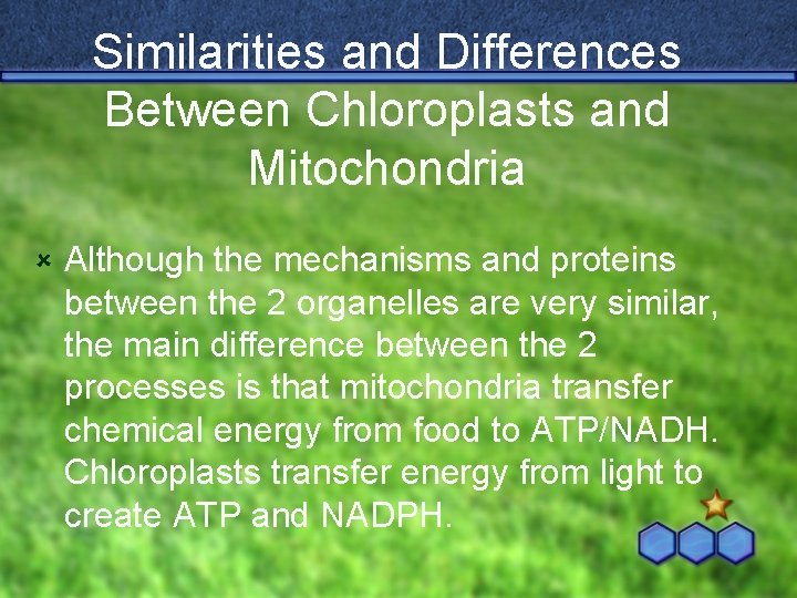 Similarities and Differences Between Chloroplasts and Mitochondria û Although the mechanisms and proteins between