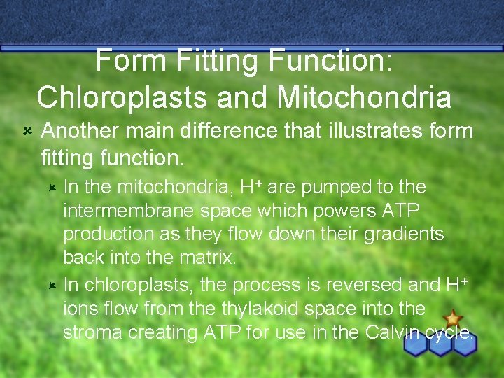 Form Fitting Function: Chloroplasts and Mitochondria û Another main difference that illustrates form fitting