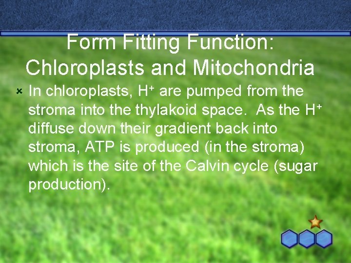 Form Fitting Function: Chloroplasts and Mitochondria û In chloroplasts, H+ are pumped from the