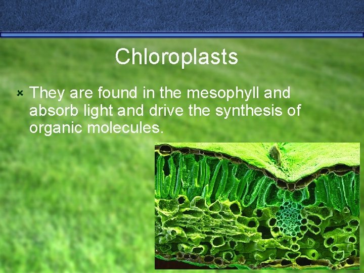 Chloroplasts û They are found in the mesophyll and absorb light and drive the