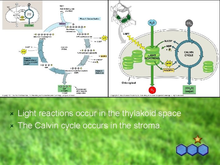 Light reactions occur in the thylakoid space û The Calvin cycle occurs in the