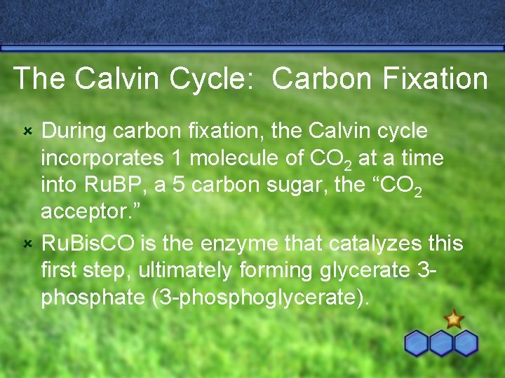 The Calvin Cycle: Carbon Fixation During carbon fixation, the Calvin cycle incorporates 1 molecule