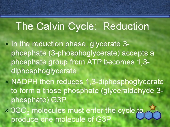 The Calvin Cycle: Reduction In the reduction phase, glycerate 3 phosphate (3 -phosphoglycerate) accepts