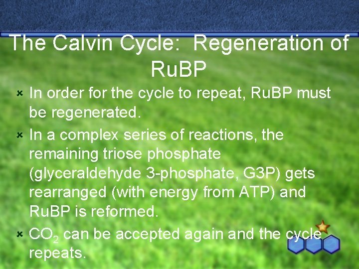 The Calvin Cycle: Regeneration of Ru. BP In order for the cycle to repeat,