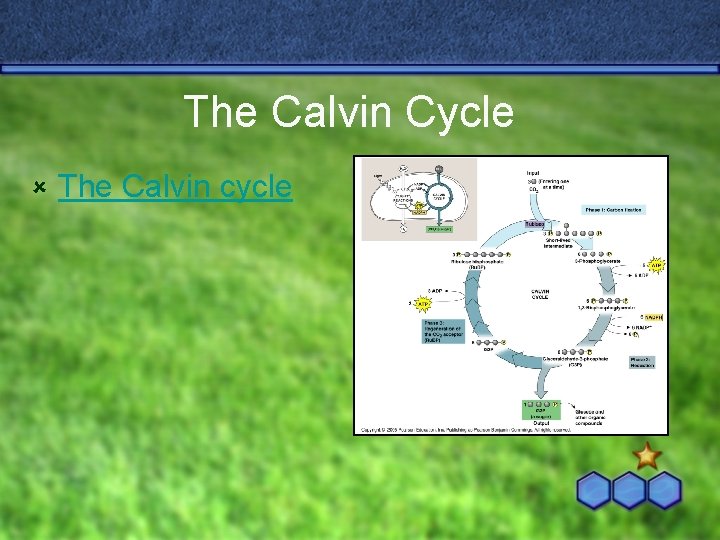 The Calvin Cycle û The Calvin cycle 