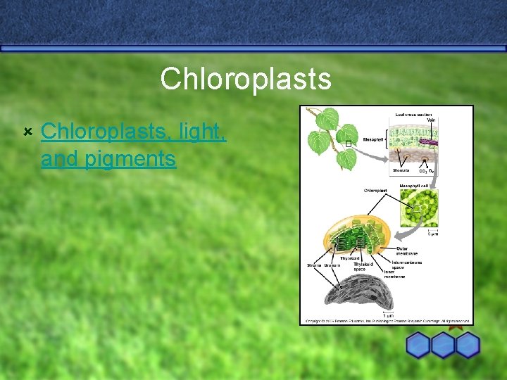 Chloroplasts û Chloroplasts, light, and pigments 