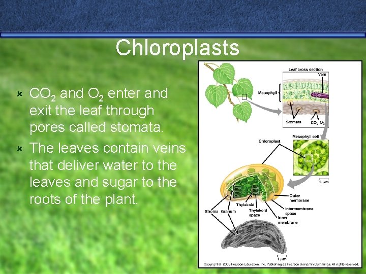 Chloroplasts CO 2 and O 2 enter and exit the leaf through pores called