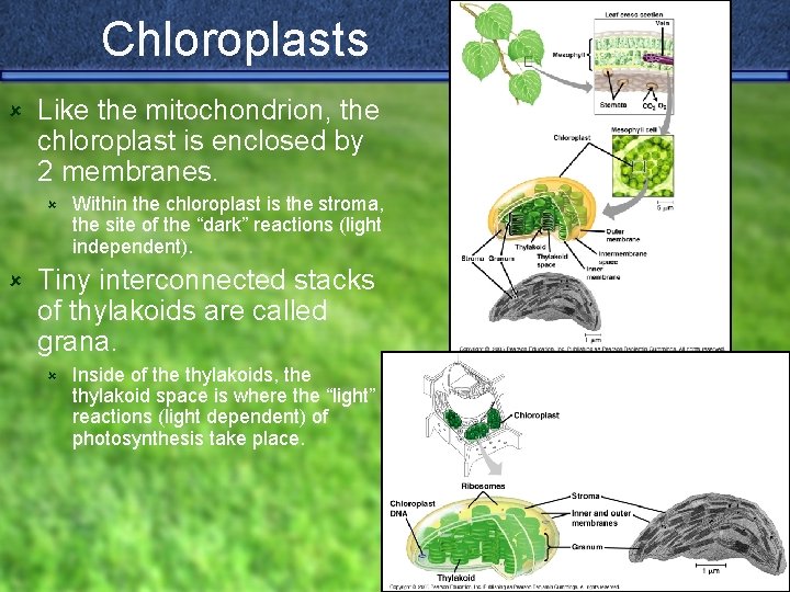 Chloroplasts û Like the mitochondrion, the chloroplast is enclosed by 2 membranes. û û