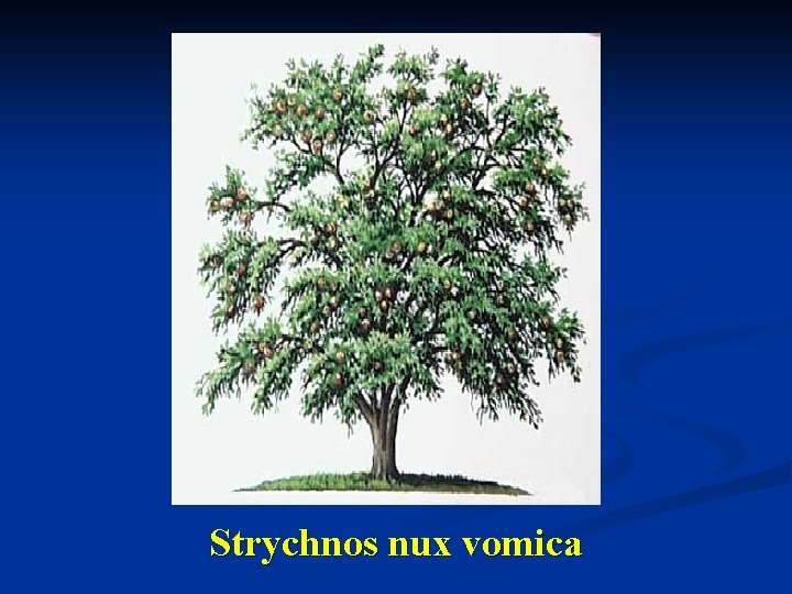 Strychnos nux vomica 