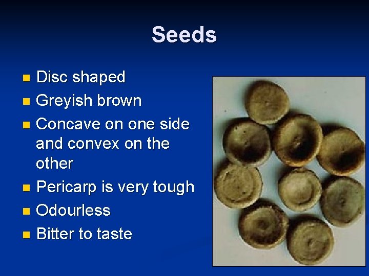 Seeds Disc shaped n Greyish brown n Concave on one side and convex on