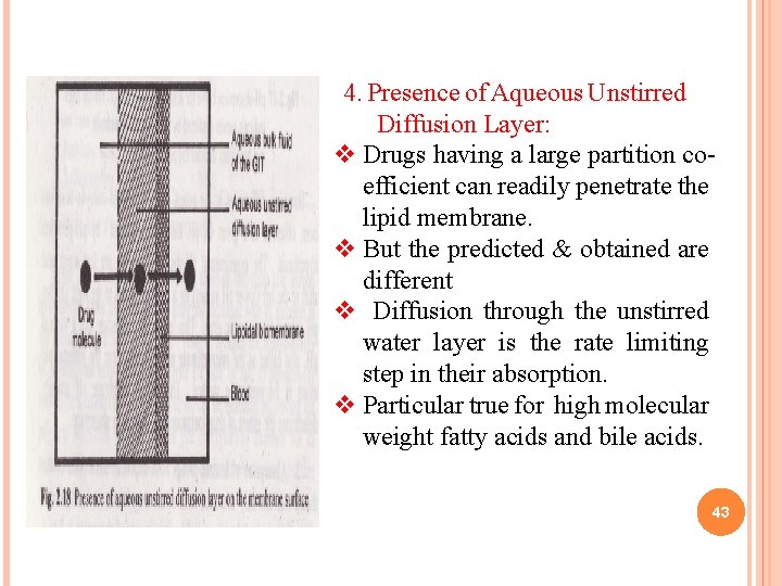4. Presence of Aqueous Unstirred Diffusion Layer: v Drugs having a large partition coefficient