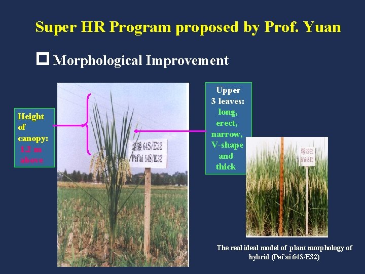 Super HR Program proposed by Prof. Yuan p Morphological Improvement Height of canopy: 1.