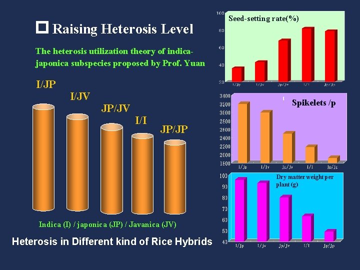 p Raising Heterosis Level Seed-setting rate(%) The heterosis utilization theory of indicajaponica subspecies proposed