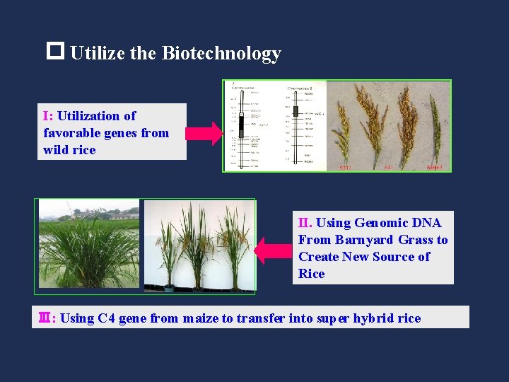 p Utilize the Biotechnology I: Utilization of favorable genes from wild rice II. Using