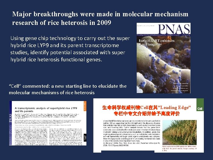 Major breakthroughs were made in molecular mechanism research of rice heterosis in 2009 Using