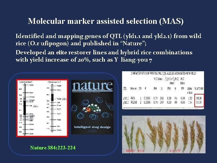 Molecular marker assisted selection (MAS) Identified and mapping genes of QTL (yld 1. 1