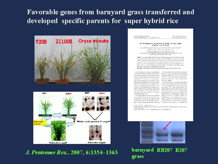 Favorable genes from barnyard grass transferred and developed specific parents for super hybrid rice