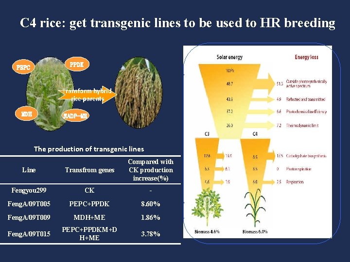 C 4 rice: get transgenic lines to be used to HR breeding PPDK PEPC