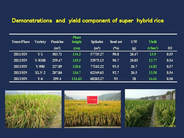 Demonstrations and yield component of super hybrid rice Years/Place Variety Panicles Plant height Spikelet