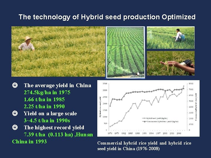 The technology of Hybrid seed production Optimized ◎ The average yield in China 274.