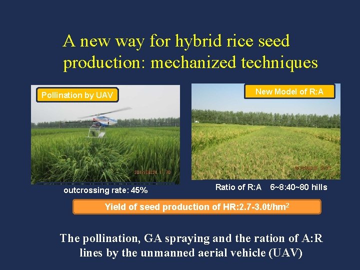 A new way for hybrid rice seed production: mechanized techniques Pollination by UAV outcrossing
