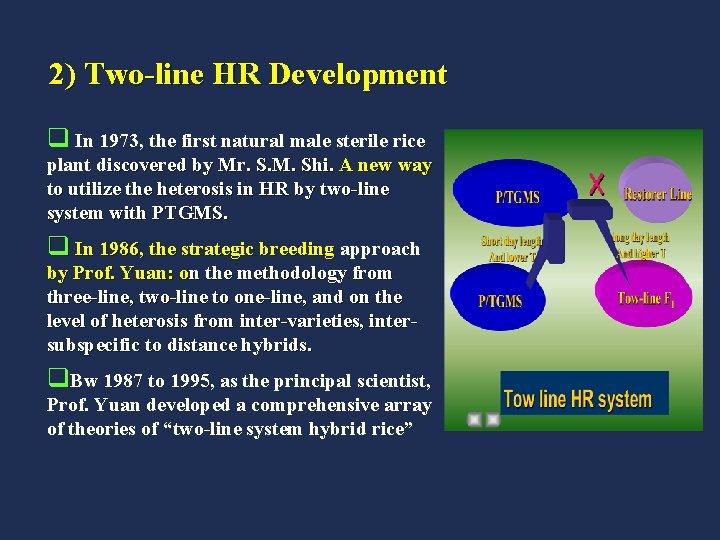 2) Two-line HR Development q In 1973, the first natural male sterile rice plant