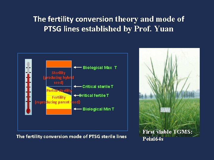 The fertility conversion theory and mode of PTSG lines established by Prof. Yuan Biological