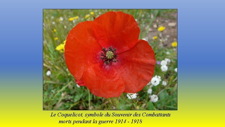 Le Coquelicot, symbole du Souvenir des Combattants morts pendant la guerre 1914 - 1918