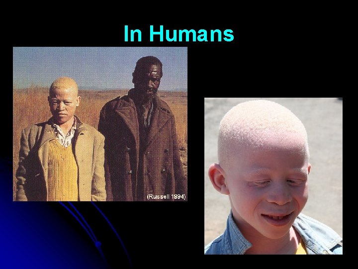 In Humans 