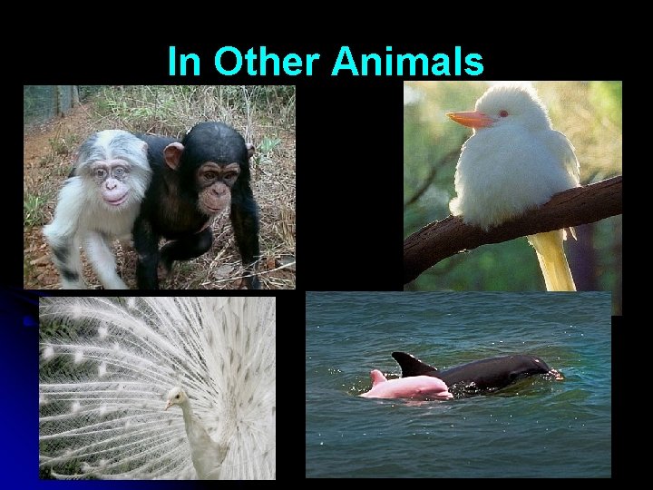 In Other Animals 