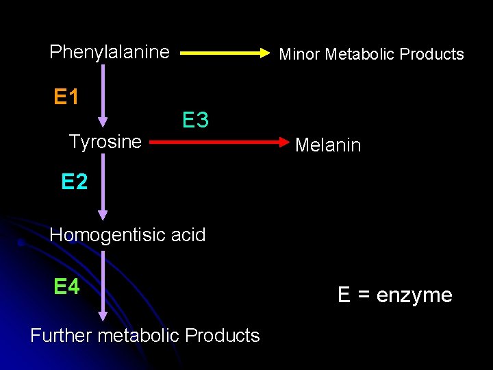 Phenylalanine E 1 Tyrosine Minor Metabolic Products E 3 Melanin E 2 Homogentisic acid