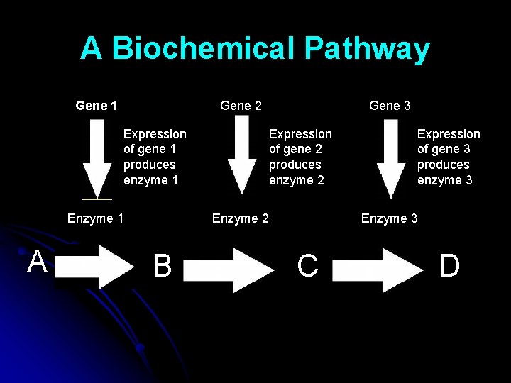 A Biochemical Pathway Gene 1 Gene 2 Expression of gene 1 produces enzyme 1