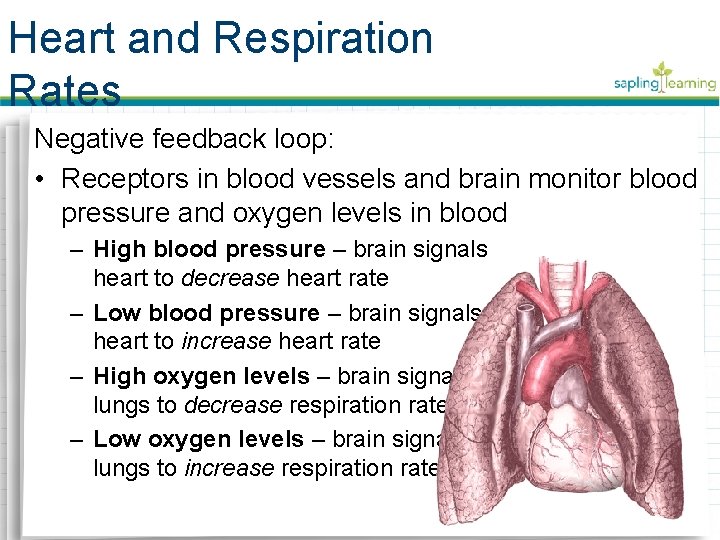 Heart and Respiration Rates Negative feedback loop: • Receptors in blood vessels and brain