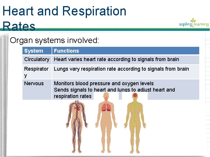 Heart and Respiration Rates Organ systems involved: System Functions Circulatory Heart varies heart rate