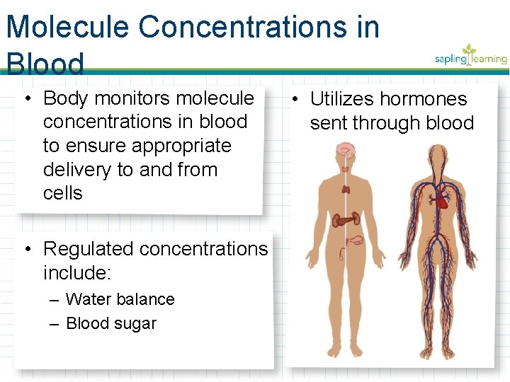 Molecule Concentrations in Blood • Body monitors molecule concentrations in blood to ensure appropriate