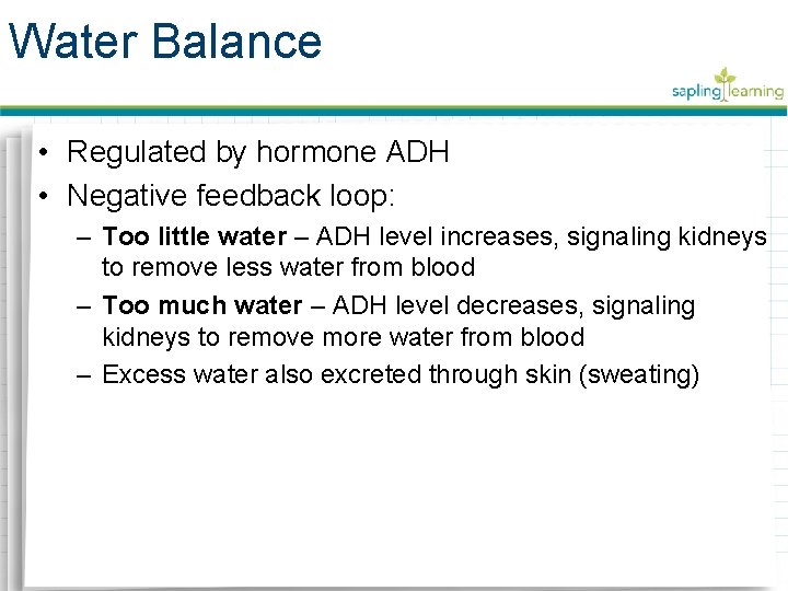 Water Balance • Regulated by hormone ADH • Negative feedback loop: – Too little