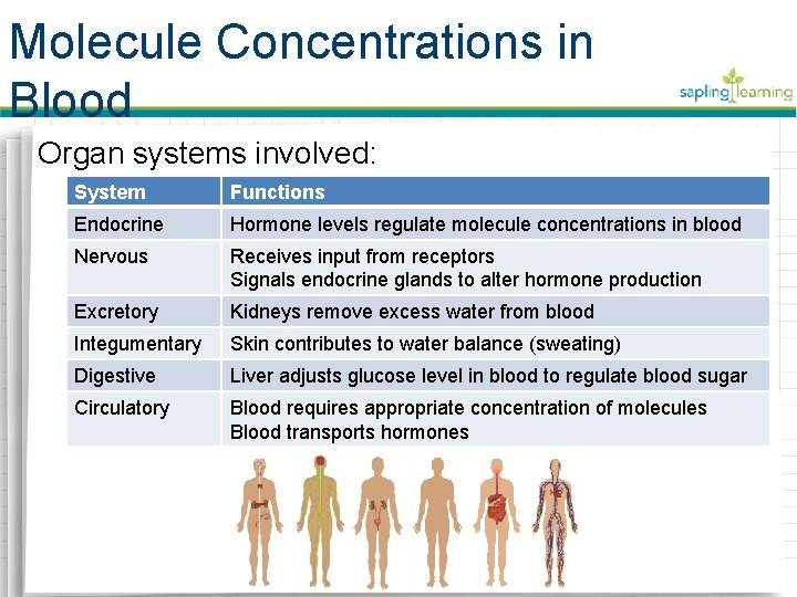 Molecule Concentrations in Blood Organ systems involved: System Functions Endocrine Hormone levels regulate molecule