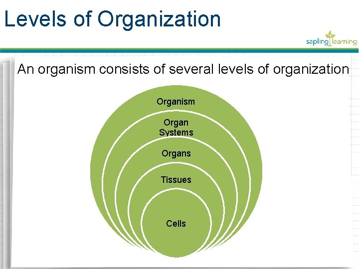 Levels of Organization An organism consists of several levels of organization Organism Organ Systems